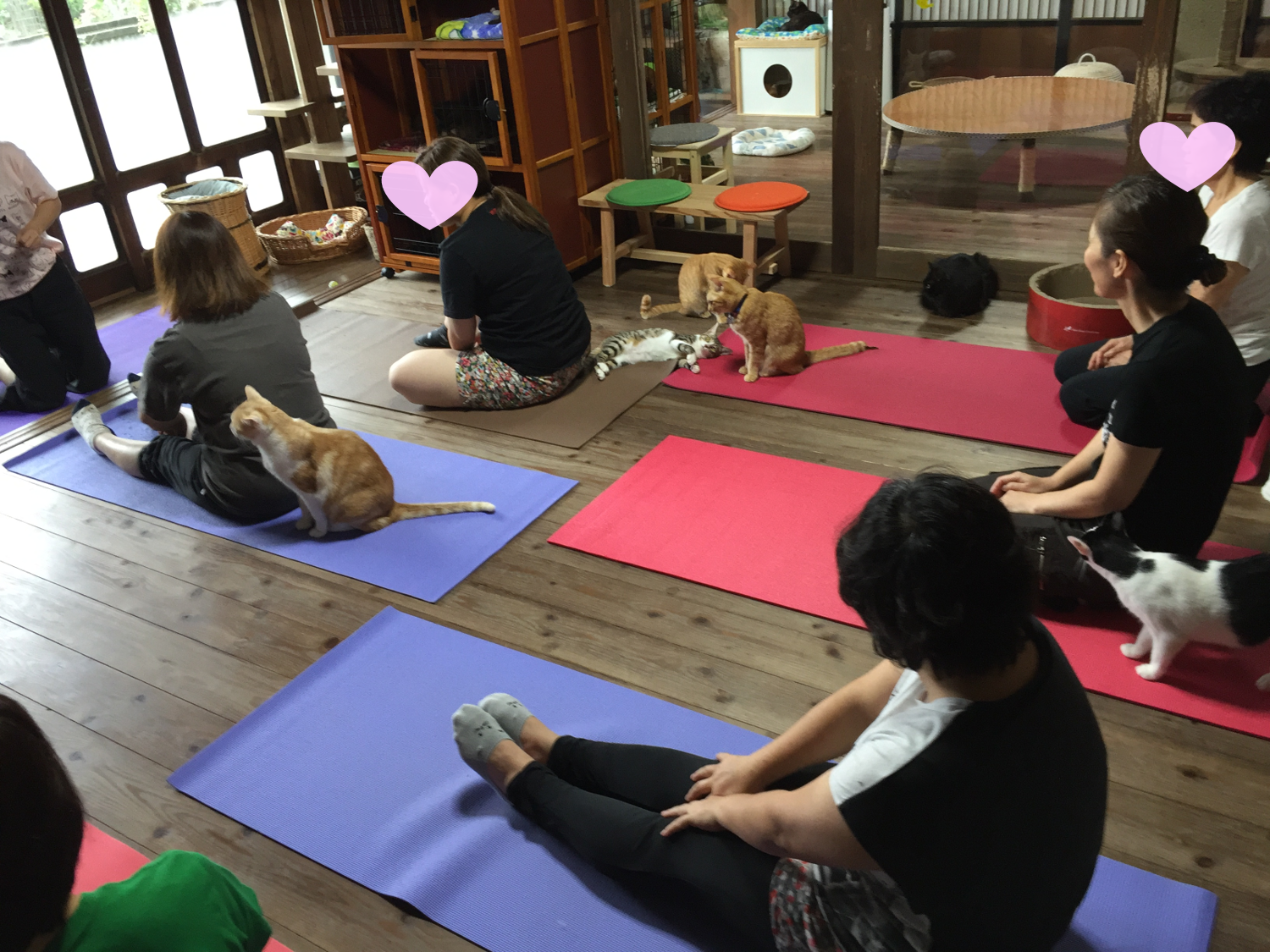 猫ヨガ教室をしました Goodmorning By Campfire