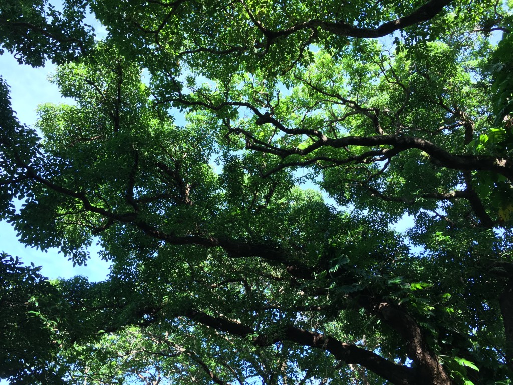 たとえ明日世界が滅びても 今日僕は 沖縄の木を植える Campfire キャンプファイヤー