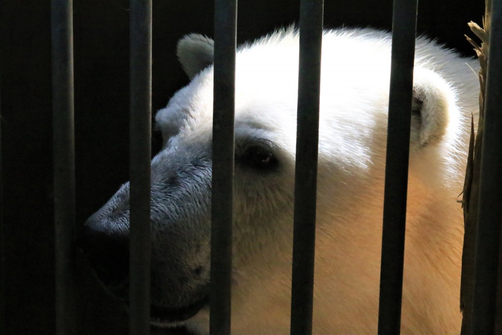 日本最北の動物園の舞台裏 旭山動物園のドキュメンタリー映画を作ります Campfire キャンプファイヤー