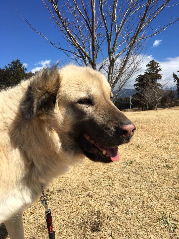 保護犬がセラピー犬に 元トルコの野犬ヨハンの成長を一緒に応援してください Goodmorning By Campfire