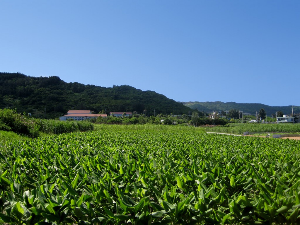 ◎自然栽培◎春ウコン種芋◎箱いっぱい◎即発送◎ - 野菜