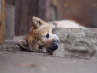 フィットネスイベントを開催し、保護犬の現状について知ってもらいたい